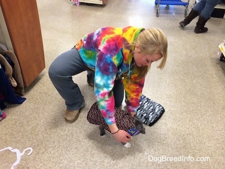 A blonde haired girl is putting a vest on a blue nose American bully Pit in a pet store.