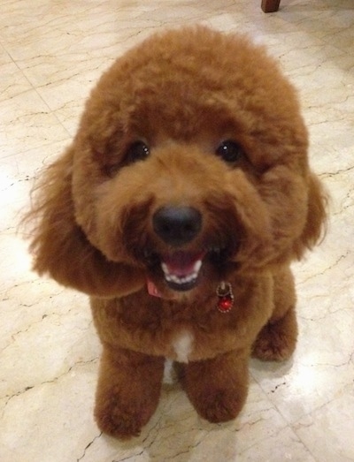 View from the top looking down - A fluffy brown Miniature Poodle dog is sitting on a white marble floor and looking up. Its mouth is open with its very white teeth showing and it looks like it is smiling.