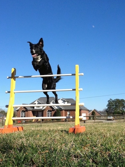 A black with white Labrador Retriever/Dachshund/Northern-sled dog mix is jumping over an agility hurdle in grass. Its mouth is open.