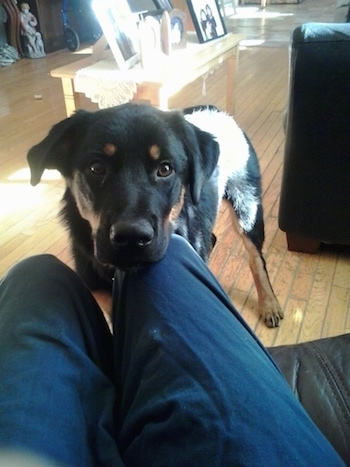 A large breed, black and brown Shepweiler mix breed dog has its head on the legs on a person sitting on a couch in front of it inside a living room.