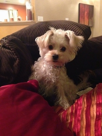 A cream colored Yorktese dog laying in front of brown pillows on top of red and orange blankets and it is looking forward. It has small soft looking furry v-shaped fold over ears, wide round dark eyes and a black nose.