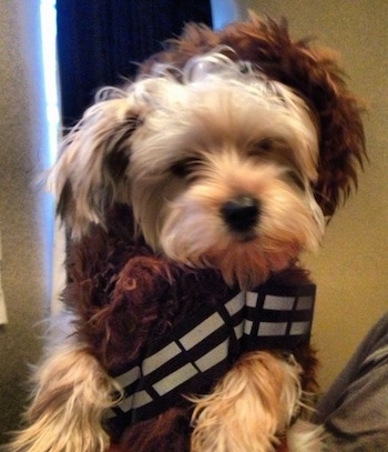 A person is holding a soft looking tan Yorktese dog in the air. The dog is wearing a Chewbacca costume.