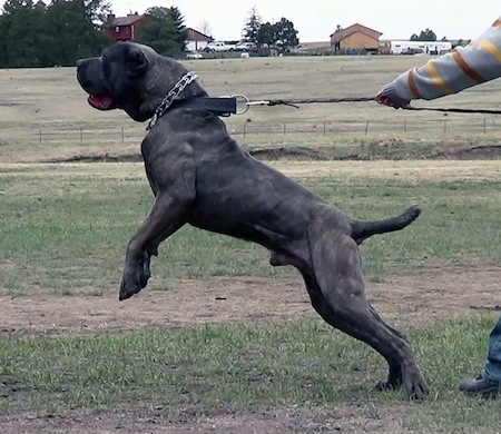Side view action shot - A black with tan brindle with white Neapolitan Mastiff is being restrained as it pulls so hard its front end is off of the ground on its hind legs. A person is holding the leash. The dog has a thick black collar that is attached to the leash and a prong collar that is not connected to anything.