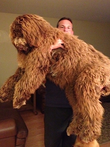 A man is lifting up a brown, shaggy, long haired Newfypoo dog and holding it in his arms. The dog is larger than the human and looks like a huge teddy bear.