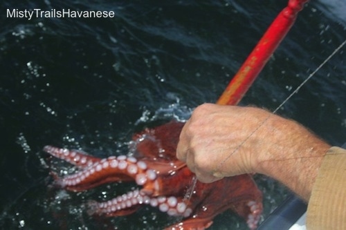 A person is reaching over the edge of a boat to unhook an octopus that is attached to a fishing line.
