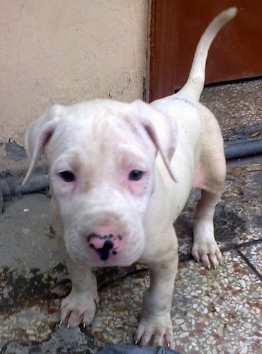 Close up front view - A white Pakistani Bull Dog puppy is standing in front of a door and it is looking forward. Its nose is pink and black and it has pink around its eyes.