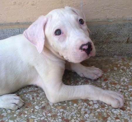 Close up - A white Pakistani Bull Dog puppy is laying in front of a wall and it is looking up. Its nose is black with pink on it.