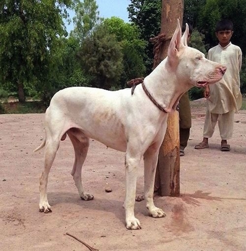 Right Profile - A perk-eared, white Pakistani Bull Terrier dog is standing in dirt tied to a pole with two boys behind it watching. There is dog pee on and below the pole.