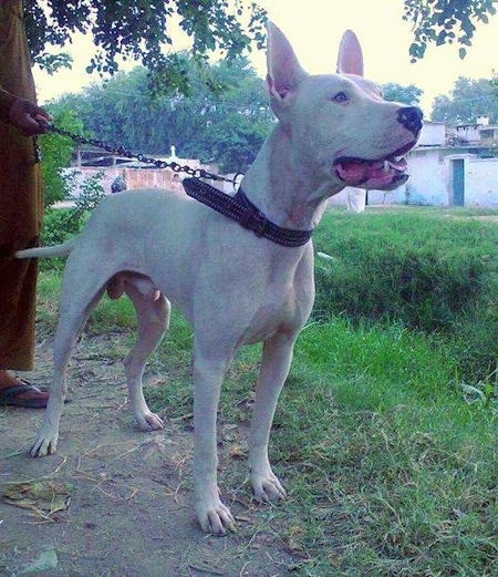 A perk-eared, white Pakistani Bull Terrier dog is standing in dirt and it is looking to the right. Its mouth is open. A man dressed in an olive green outfit and blue sandals is holding its chain behind it.