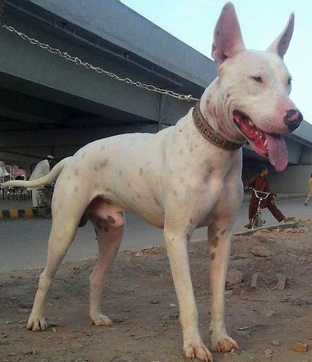 A perk-eared, white Pakistani Bull Terrier dog is standing in dirt and looking to the right. It is panting. Behind it is a kid on a bicycle and a bridge with a market under it.