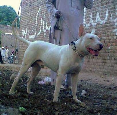 Front side view - A perk-eared, white Pakistani Bull Terrier dog is standing in dirt and its mouth is open. It is looking to the right. There is a man dressed in white next to it holding a leash and a brick wall with Arabic writing on it and a motorcycle parked behind them with people standing next to it.