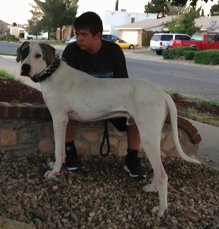 Left Profile - A white with grey Pakistani Mastiff is standing in rocks and behind it is a child sitting on a small stone wall in a neighborhood.