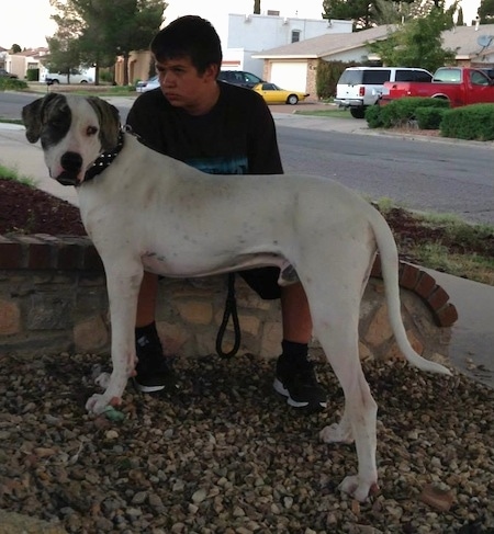 Left Profile - A white with grey Pakistani Mastiff is standing in rocks and it is looking forward. There is a child sitting on a small stone wall behind it.