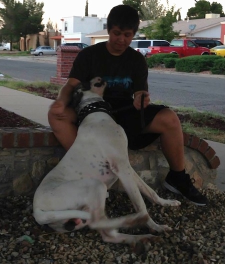 A white with grey Pakistani Mastiff is sitting in rocks and it is laying against a person that is sitting on a small stone wall.