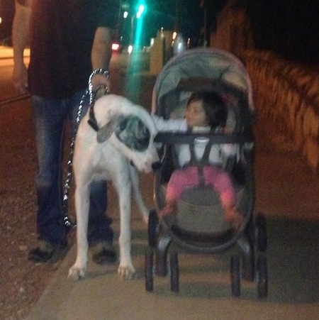 A white with grey Pakistani Mastiff dog is standing on a sidewalk next to a baby in a stroller who is petting the dog. The dog is being held on a leash by a man in a black shirt and blue jeans.