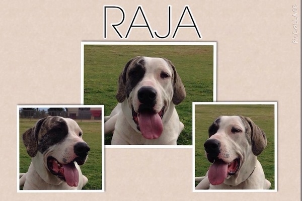 A composited image of head shots of a white with grey Pakistani Mastiff that is laying in grass. There mouths are open and tongues are out. The words - RAJA - are overlayed in the top middle of the image.