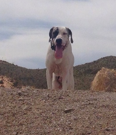 Front view - A panting, drop-eared, white with grey Pakistani Mastiff dog is peering over a sandy hill with rolling hills behind it.