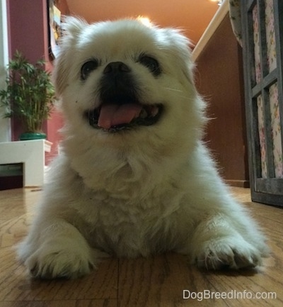 Front view down low looking head on at the dog - A white Pekingese laying on a hardwood floor. It is looking forward and its mouth is open and tongue is out.