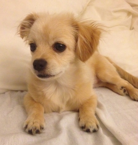 Close up front view - A tan with white Pin-Tzu puppy is laying on a white blanket and it is looking to the left in front of a white pillow.