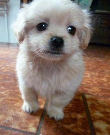 Close up front view - A small, fuzzy, cream colored Pin-Tzu puppy is standing on a brown tiled floor looking forward.