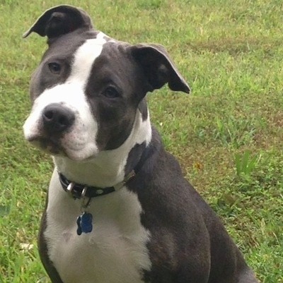 White Blue Nose Pitbull Male