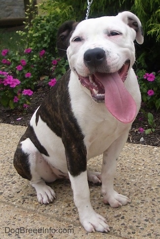 The front right side of a white and brown brindle Pit Bull Terrier that is sitting on a sidewalk with its mouth open, its tongue out and in front of a flower bed