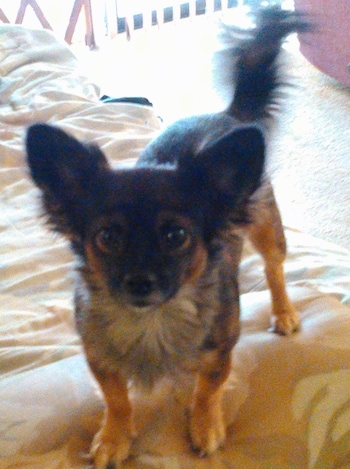 Front view from the top looking down at the dog - A brown and black with tan Pomchi is standing on a bed and it is looking forward.