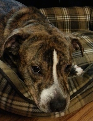 Brindle dog laying in dog bed