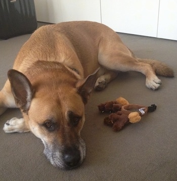 Buddy the dog laying on a carpet next to plush hairband raindeer antlers