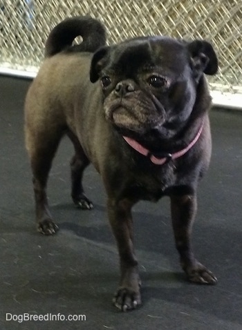 Front side view - A graying, black Pug is standing on a rubber surface and it is looking to the left. There is a metal fence behind it. It has a round head and its tail is curled up over its back.