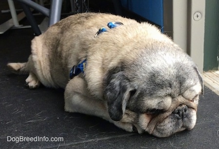 Front side view - The front left side of a wrinkly face graying tan with black Pug that is laying down in front of an open door.