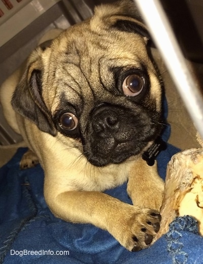 Close up - A wrinkly headed tan with black Pug is laying on a blanket and it has a bone in between its front paws. It is looking forward.