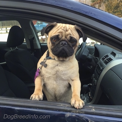 A tan with black Pug is standing up against the open window of the passenger side of a blue Toyota Corolla vehicle door and it is looking forward.