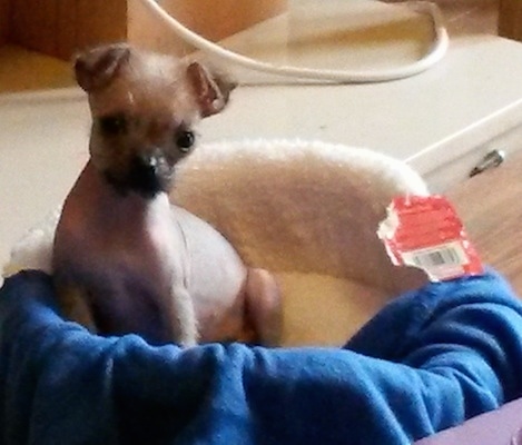 Front view - A mostly hairless Pugese dog is sitting inside of a tan dog bed with a blue blanket in front of it.