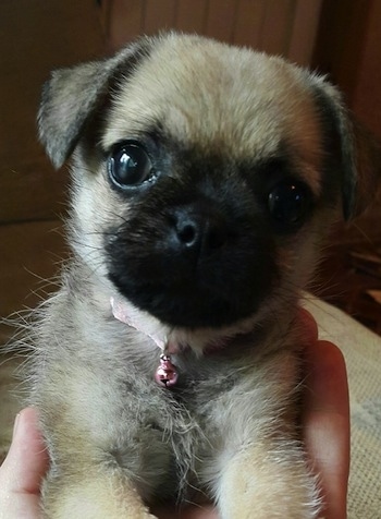 Close up front view head and leg shot - A tan with black Pugmatian puppy is being held up in a persons hand looking forward.