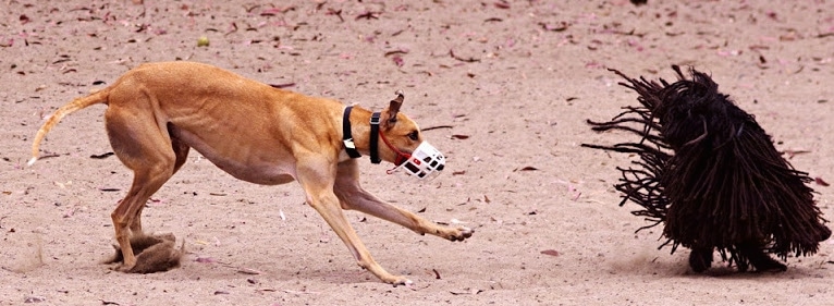 A red greyhound with with dog with a muzzle on is running at a black dreaded Puli dog that is turning to the red dog. The Puli's long coat is flapping around in the air.