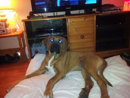 A tan with white Rhodesian Bernard puppy is laying on a white comforter that is on the hardwood floor in front of an entertainment station and it is looking forward.