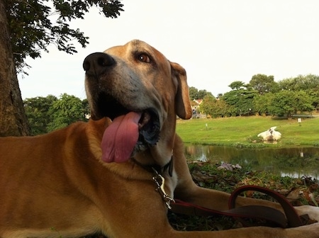 Close up - The right side of a graying tan with white Rhodesian Bernard is laying in grass and it is looking forward. It is panting. There is a body of water in the distance.