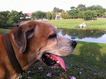 Close up - The right side of a graying tan with white Rhodesian Bernard dog looking to the right. There is a narow water way next to it.