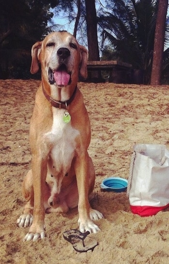 Front view - A tall graying tan with white Rhodesian Bernard dog is sitting in sand and it is looking forward. It is panting. There is a white with red canvas bag, a black flip flop that is covered in sand and a foldable dog water bowl next to the dog. The dog looks content and happy.