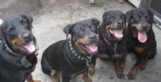 Four Rottweilers are sitting in a row on a concrete surface. They are looking up, they are panting and it looks like they are all smiling. Two of the dogs are wearing black collars with spikes in them.