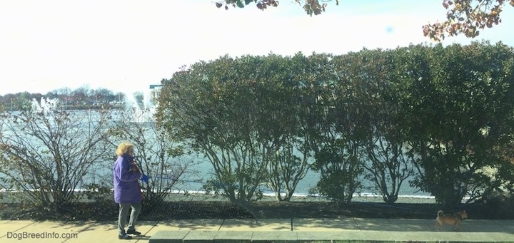 The right side of a tiny brown dog is being worked by a lady in a purple coat who is holding another dog. There is a pond of water behind her.