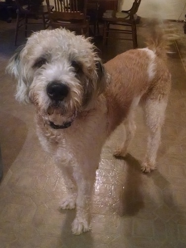 Front side view - A shaved tan and white Saint Berdoodle is standing in a dining room looking up and forward. It has longer hair on its head and tail.