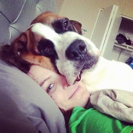A person is laying on a bed and on top of the person is a laying brown with white and black Saint Bernard. They both are looking forward. The dog's head is laying on top of the lady's head and the dog's head looks bigger.