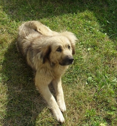 A tan with black Sarplaninac is laying on grass and it is looking up. The dog's nose is black.