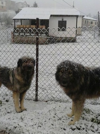 Two Sarplaninac dogs are standign face to face in snow and in front of a chainlink fence. They both are looking forward. There is a small white house behind them.