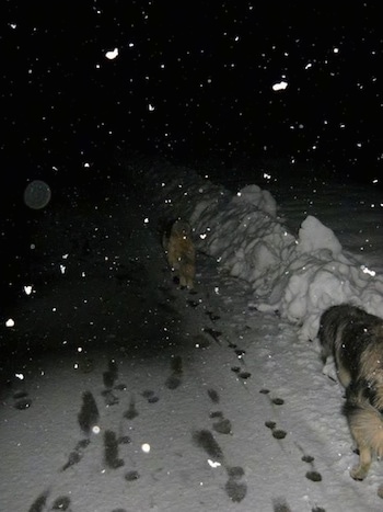 The back of two Sarplaninacs that are walking up a snowy walkway. It is activly snowing in the image.