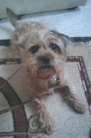 Top down view of a tan with black Schweenie dog that is laying on a rug and it is looking up. The dog has round dark eyes and wiry looking hair.