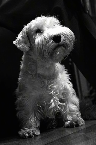 Close up front view - A black and white photo of a Sealyham Terrier is standing on a hardwood surface and the dog is looking up and to the right. The dog has longer hair on its snout that looks like a mustache and beard and wavy hair on its body with a big black nose.