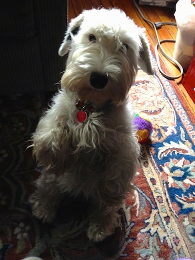 A short legged, white Sealyham Terrier dog is sitting on a its hind legs in a begging pose on top of a rug looking up.